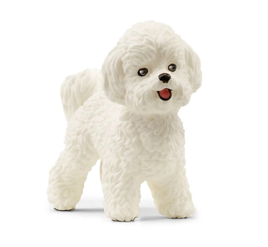 Bichon Frisé