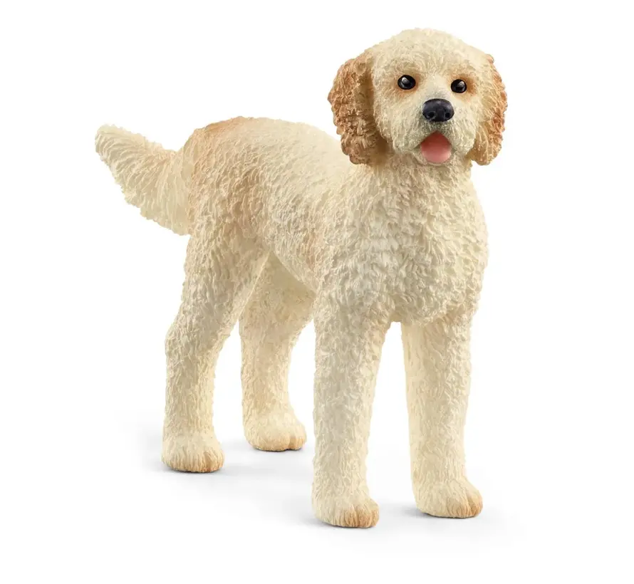 Goldendoodle