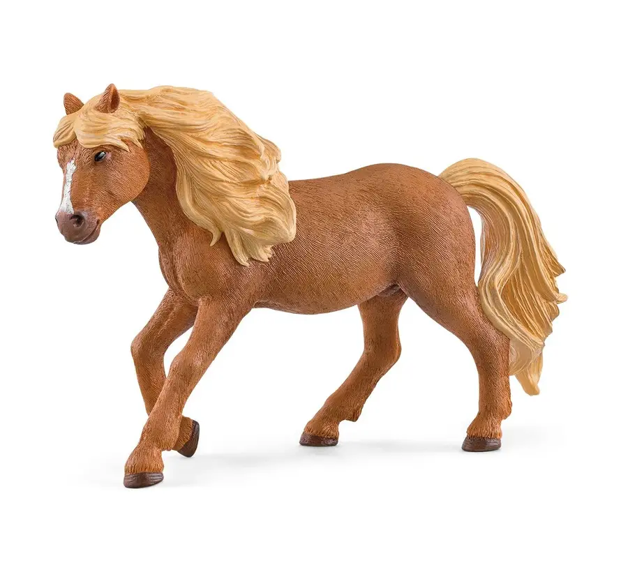 Iceland Pony Stallion 13943