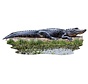 Puzzel Alligator I AM Gator Poster Size 100pcs