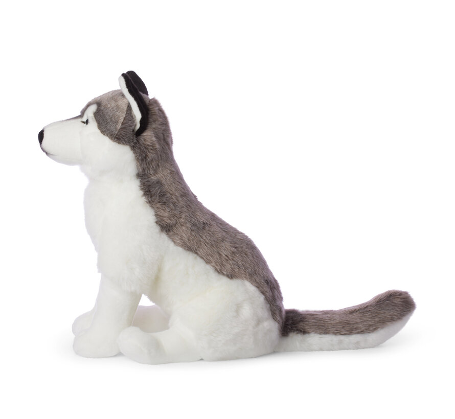 Knuffel Husky Giant 70cm