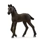 Friesian Foal