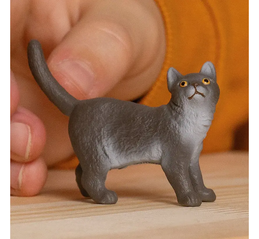 British Shorthair Cat