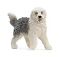 Old English Sheepdog