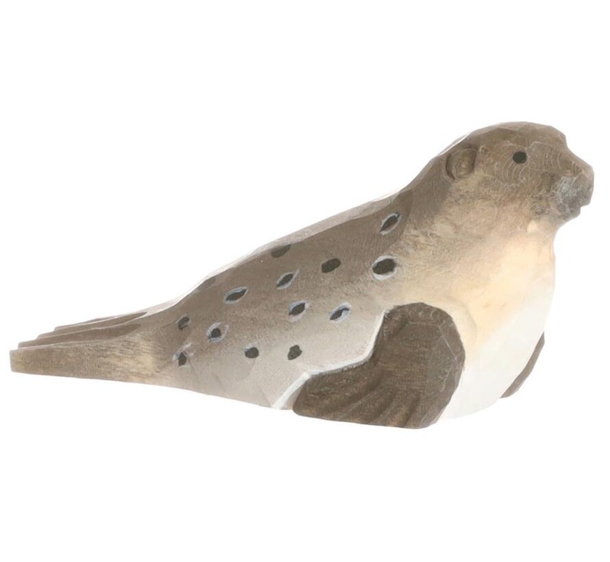 Harbour Seal 40808