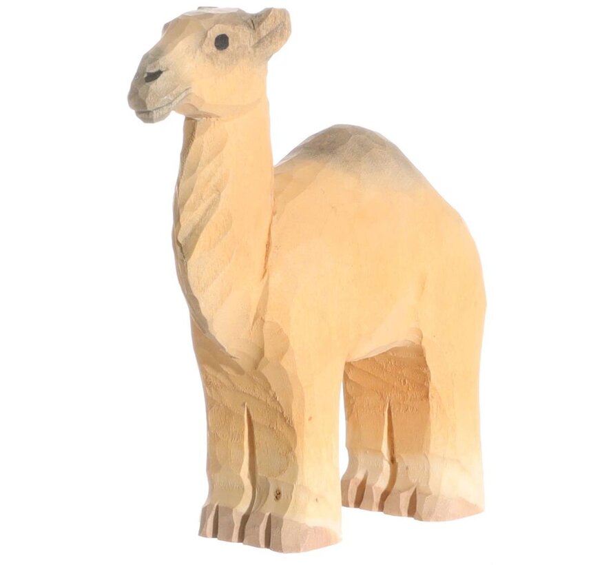 Dromedary 40473