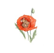 Ansichtkaart Slapende muisjes in klaproos