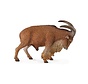 Barbarijs Schaap 88683