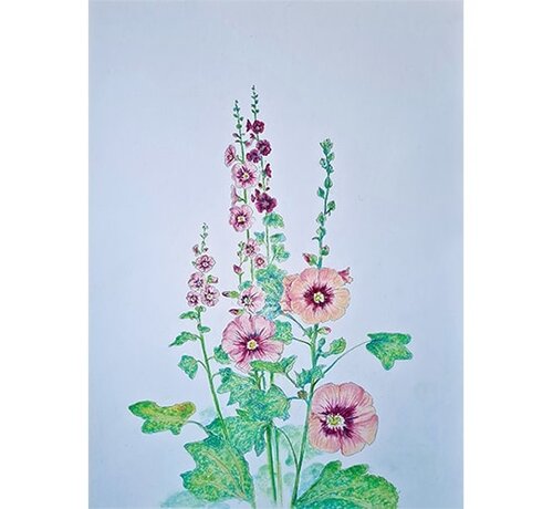 Minikaartje Stokroos