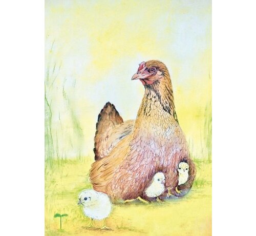 Ansichtkaart Kip met Kuikens