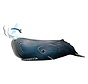3D Cardboard Model Sperm Whale