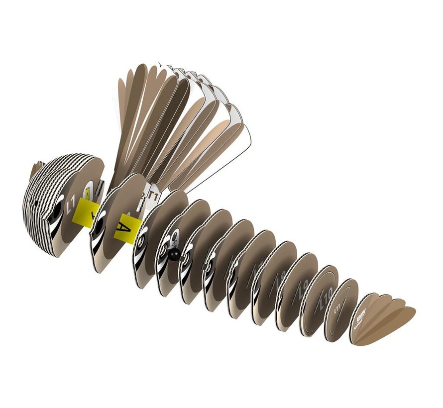 3D Cardboard Model Fantail