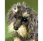 Knuffel Ruwharige Teckel Zottel klein 19cm