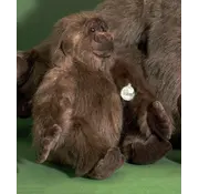 Förster Knuffel Gorilla groot 40cm