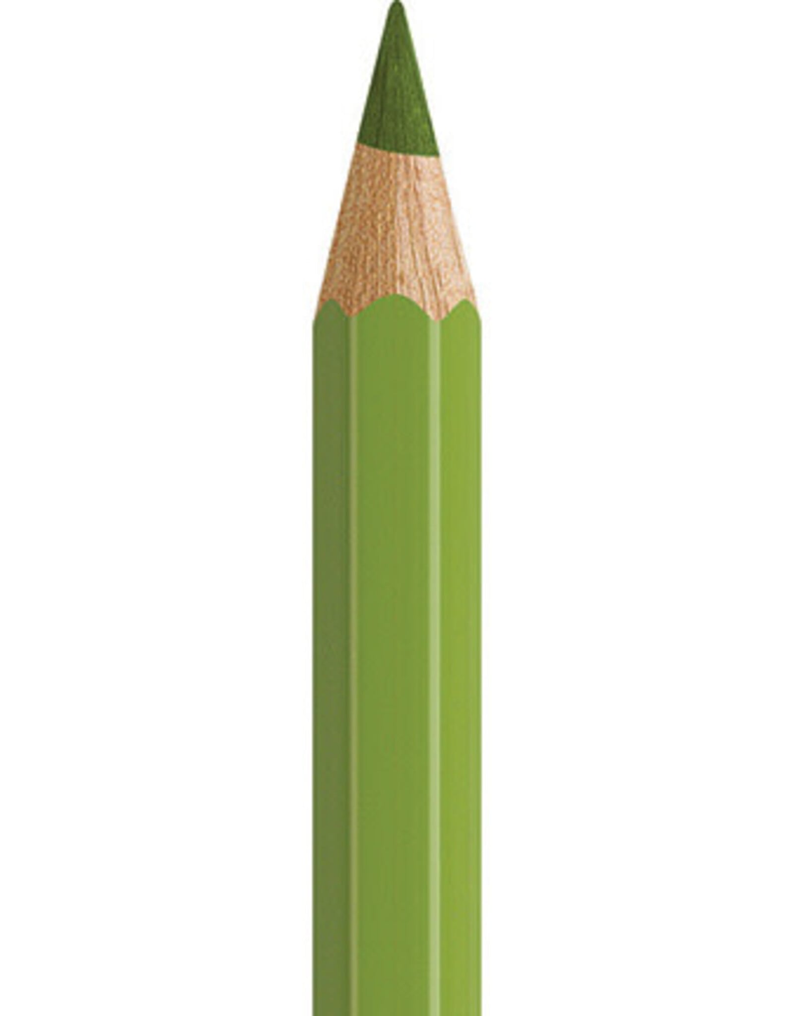 Faber Castell Faber Castell - Albrecht Dürer - Aquarelpotlood Earth green yellowish  168