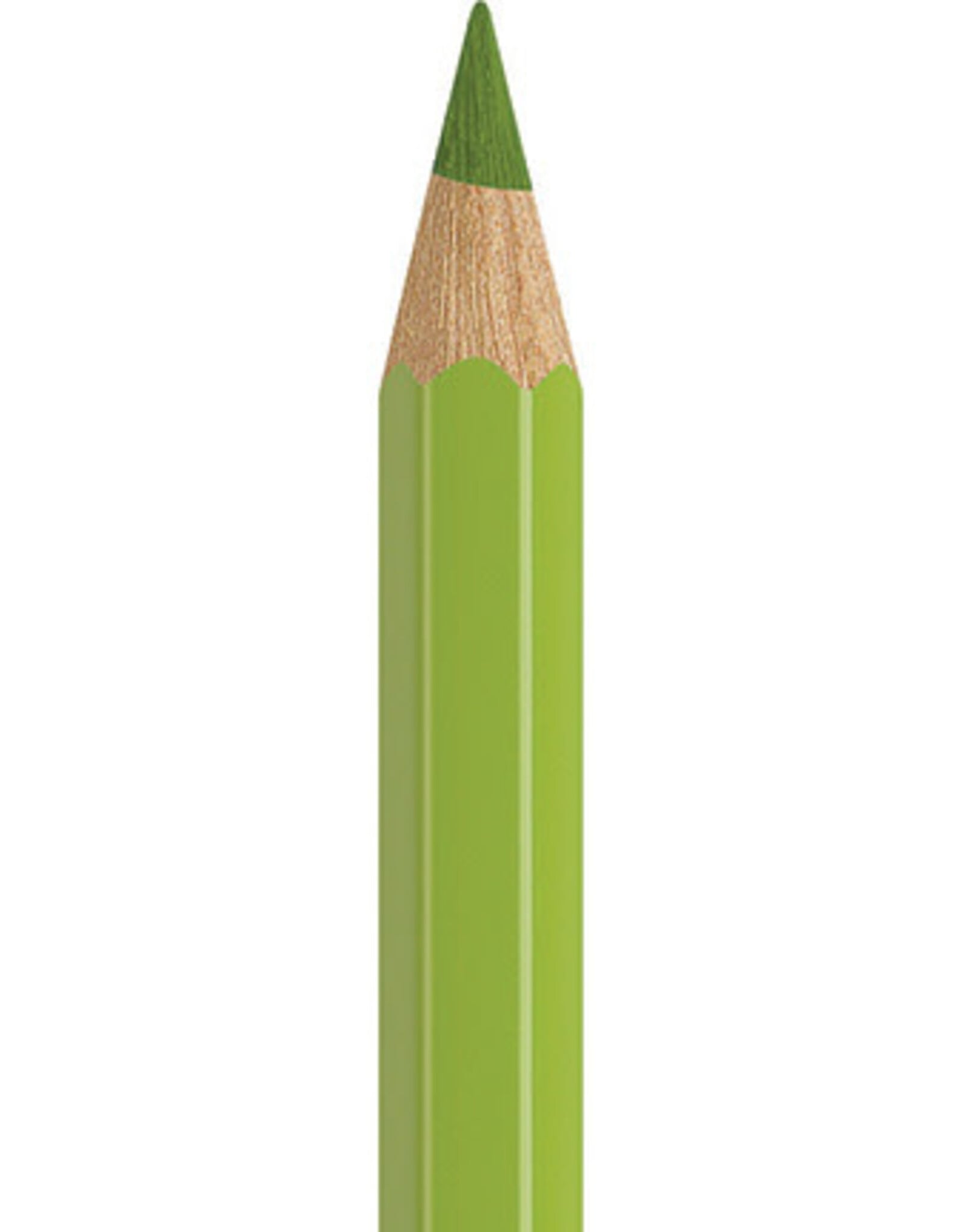 Faber Castell Faber Castell - Albrecht Dürer - Aquarelpotlood May green  170