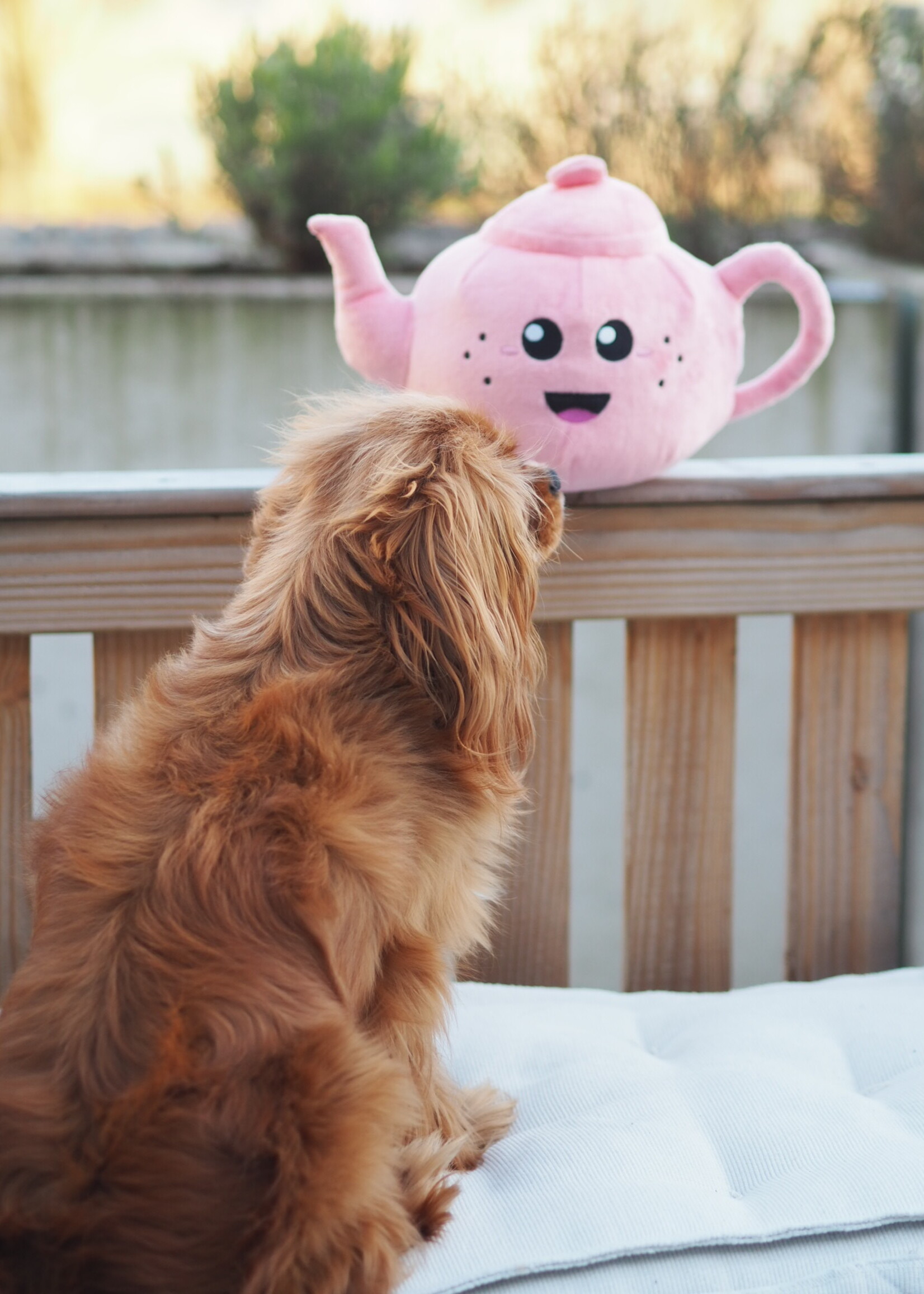 Pawstory - Missy Tea