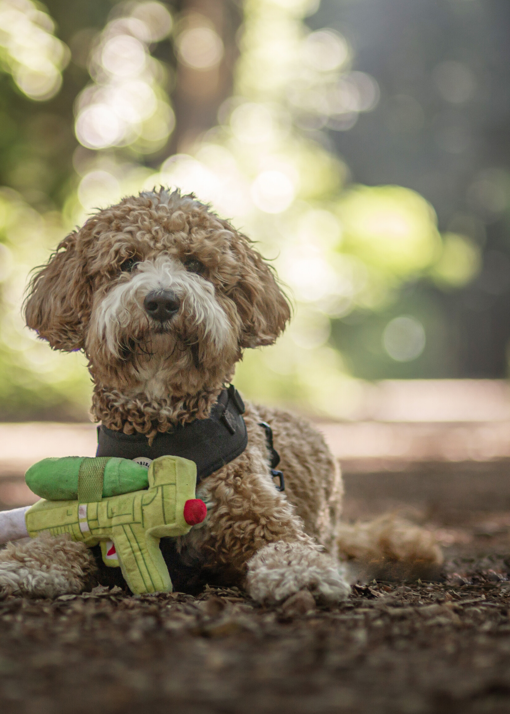 Pawstory - Pup Soaker