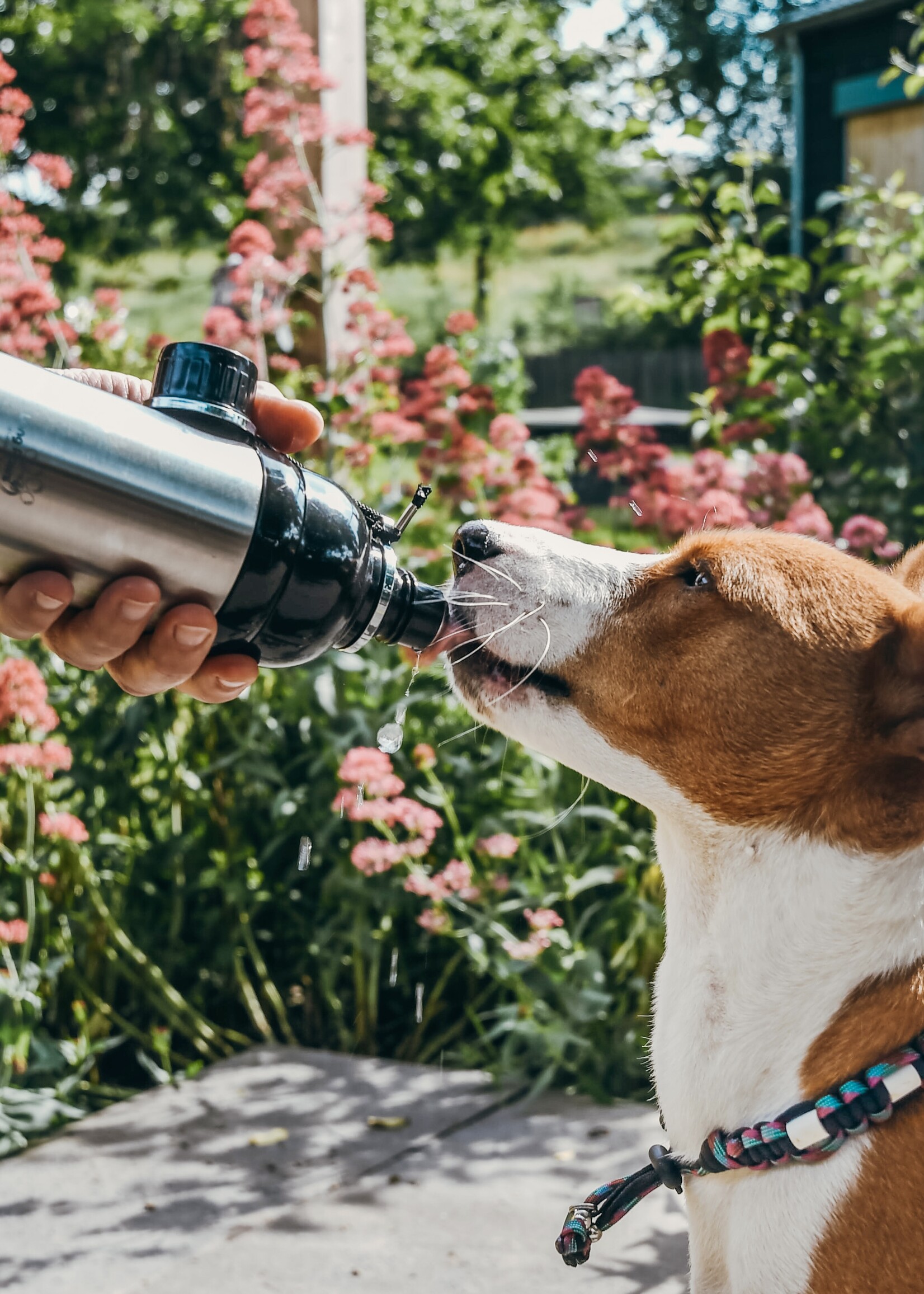 Silver Long Paws water bottle