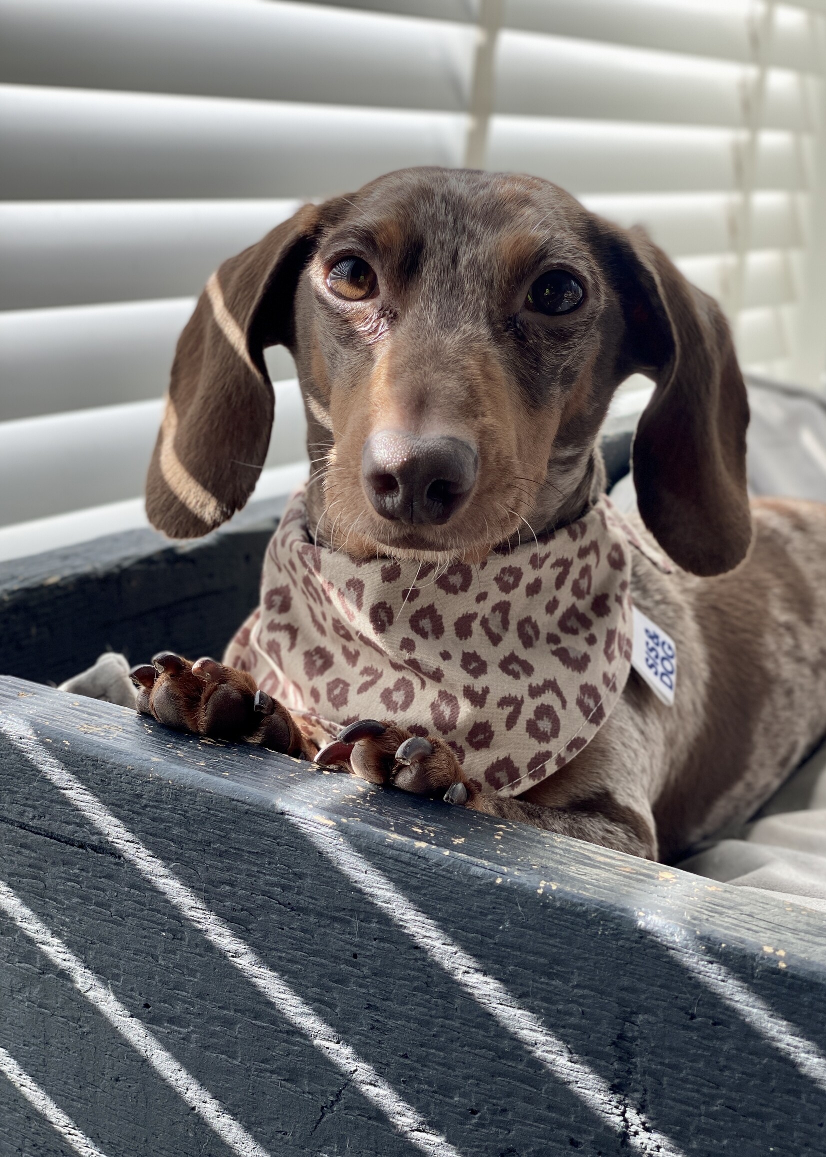 Panther bandana
