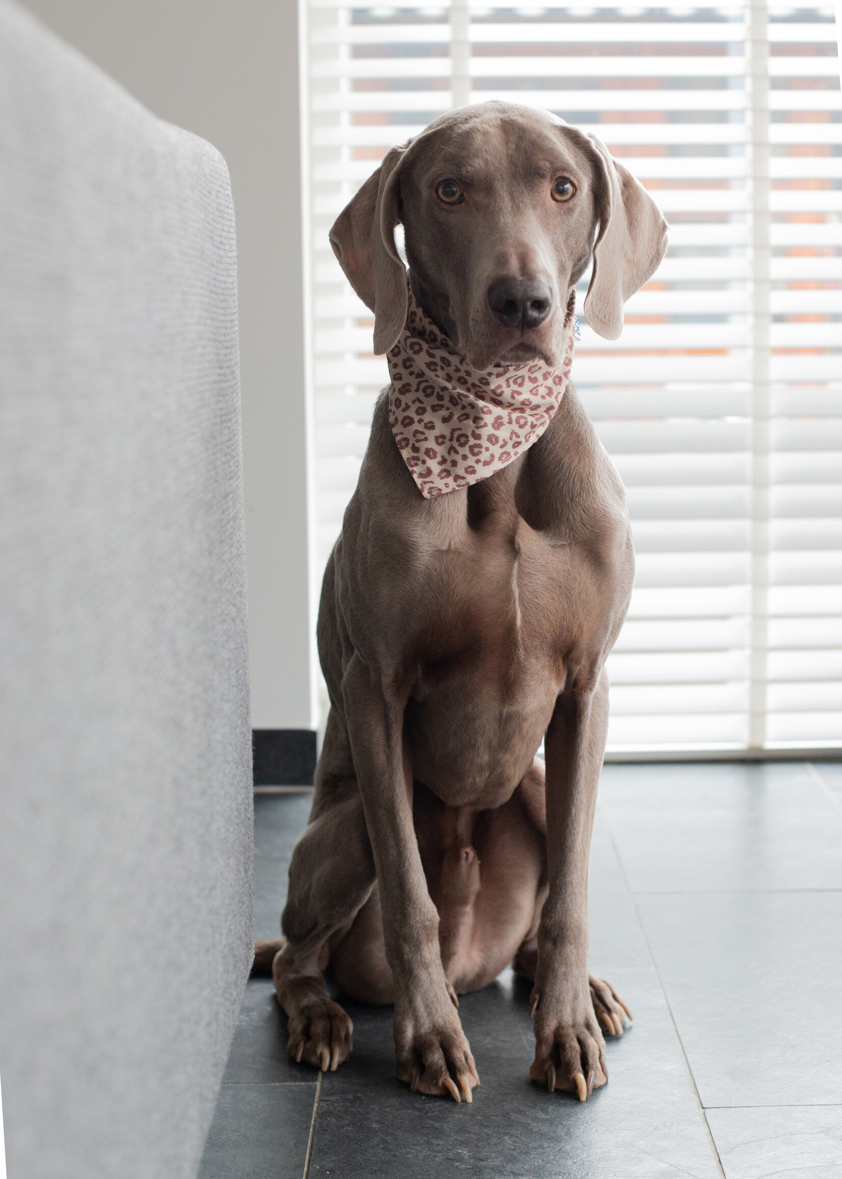 Panther bandana