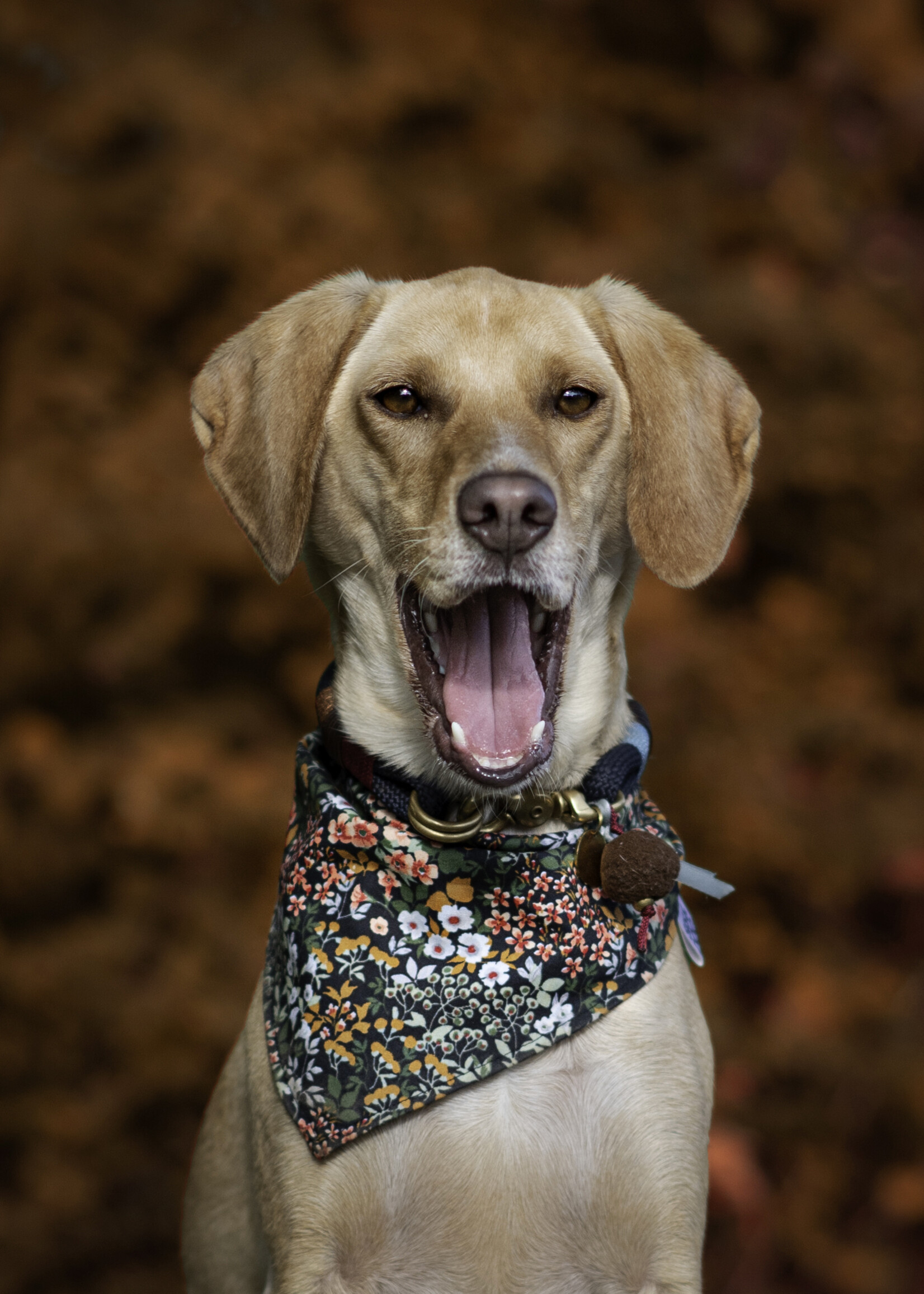 Secret garden bandana