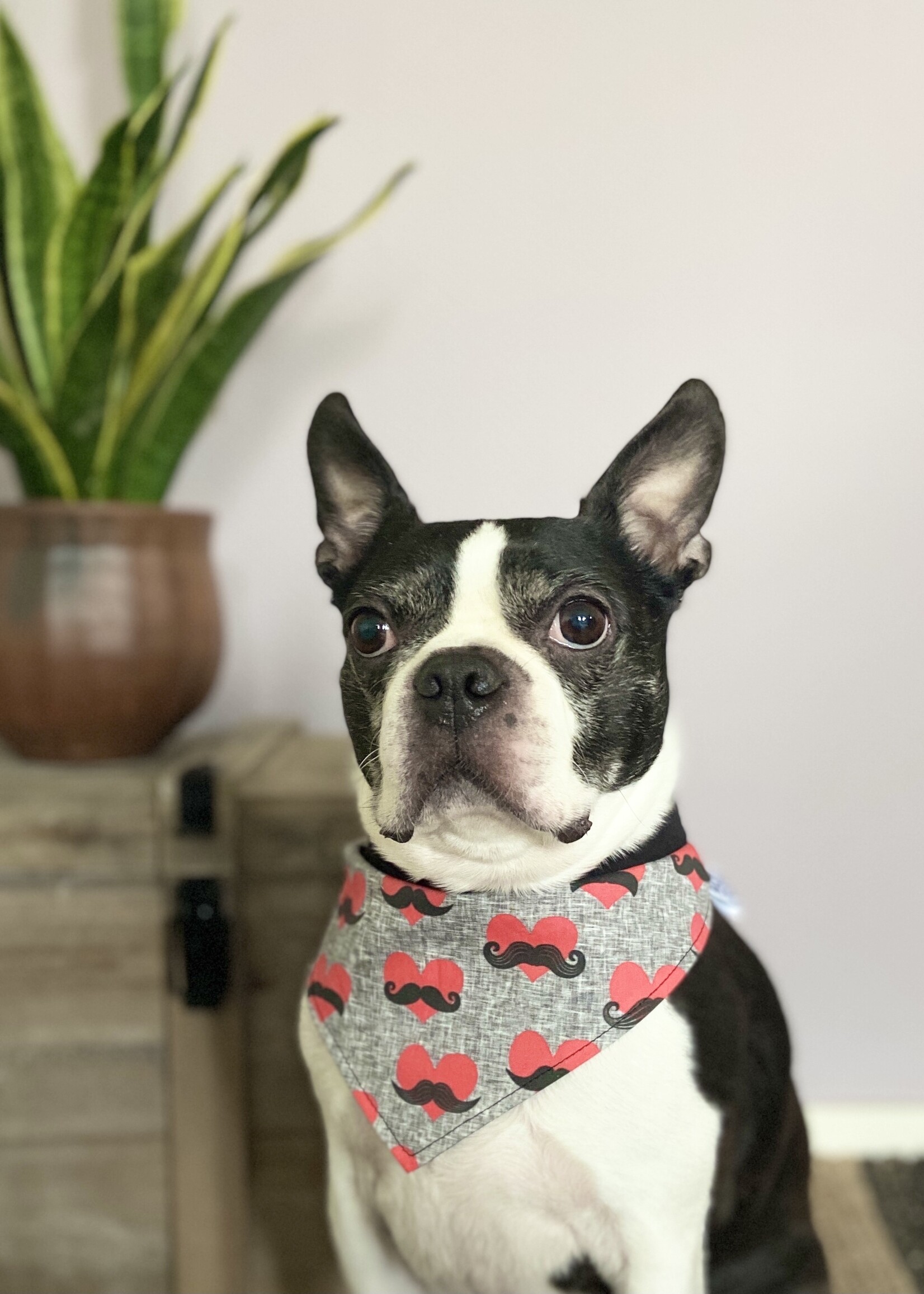 Love you mucho bandana