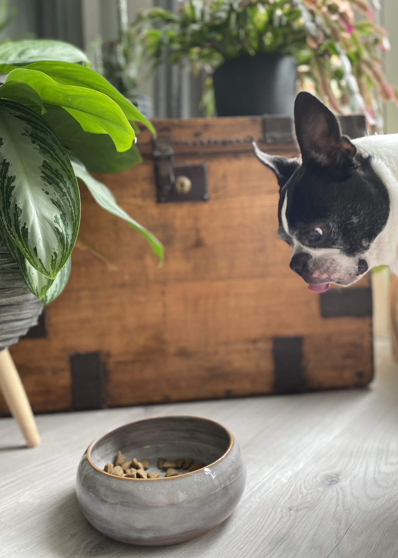 Water/food bowl powder