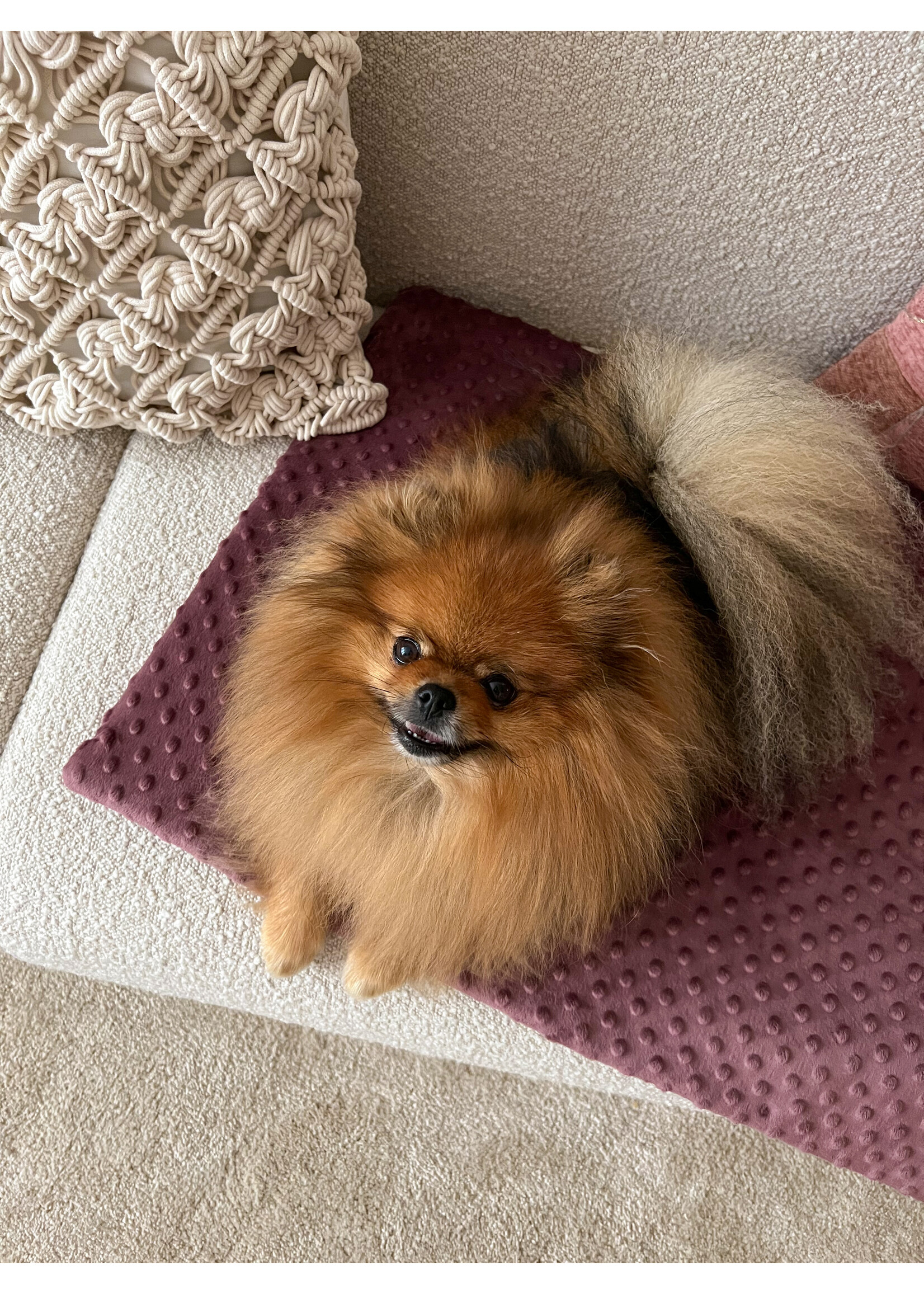 Powder mauve dog blanket