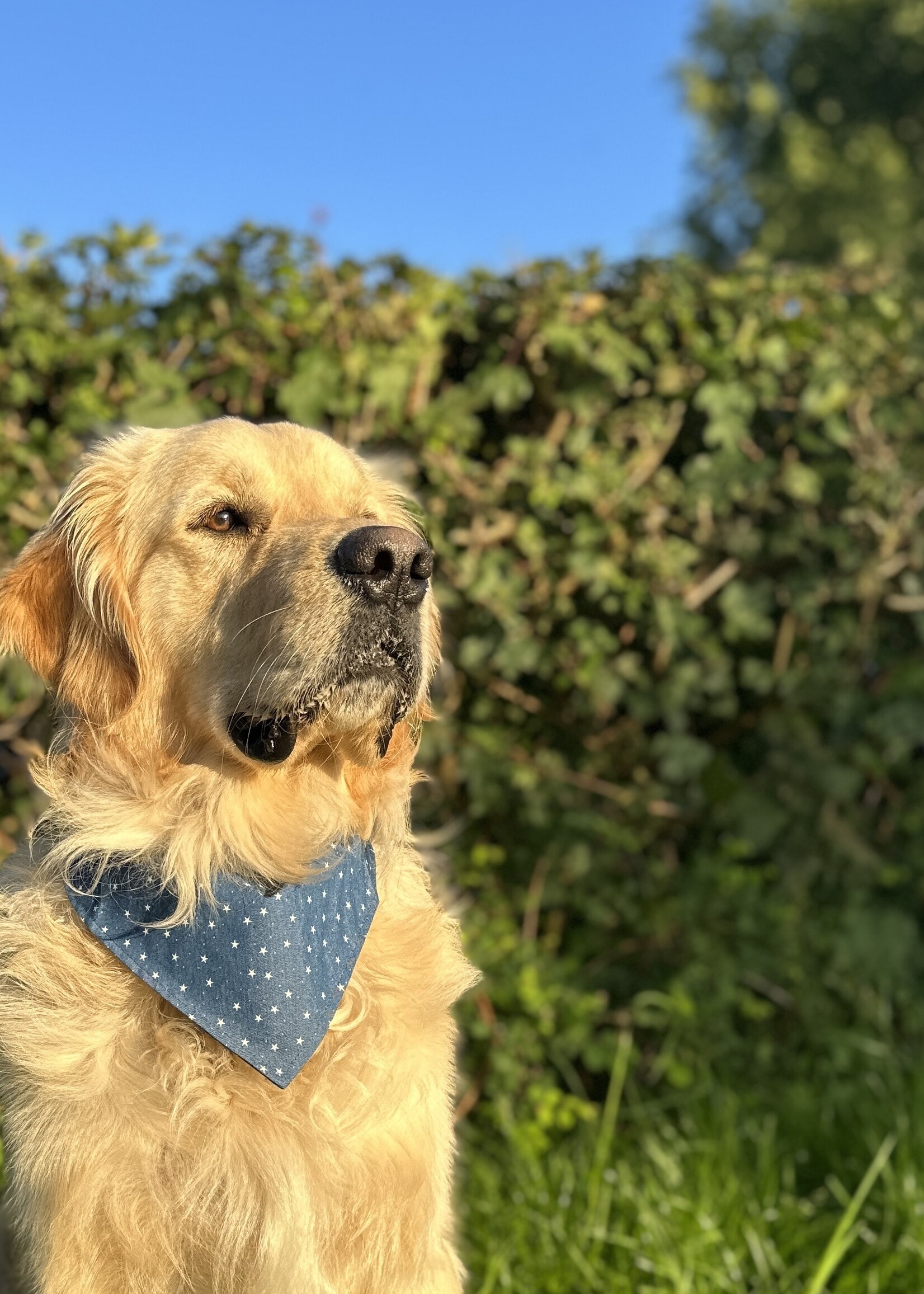 Stardust bandana