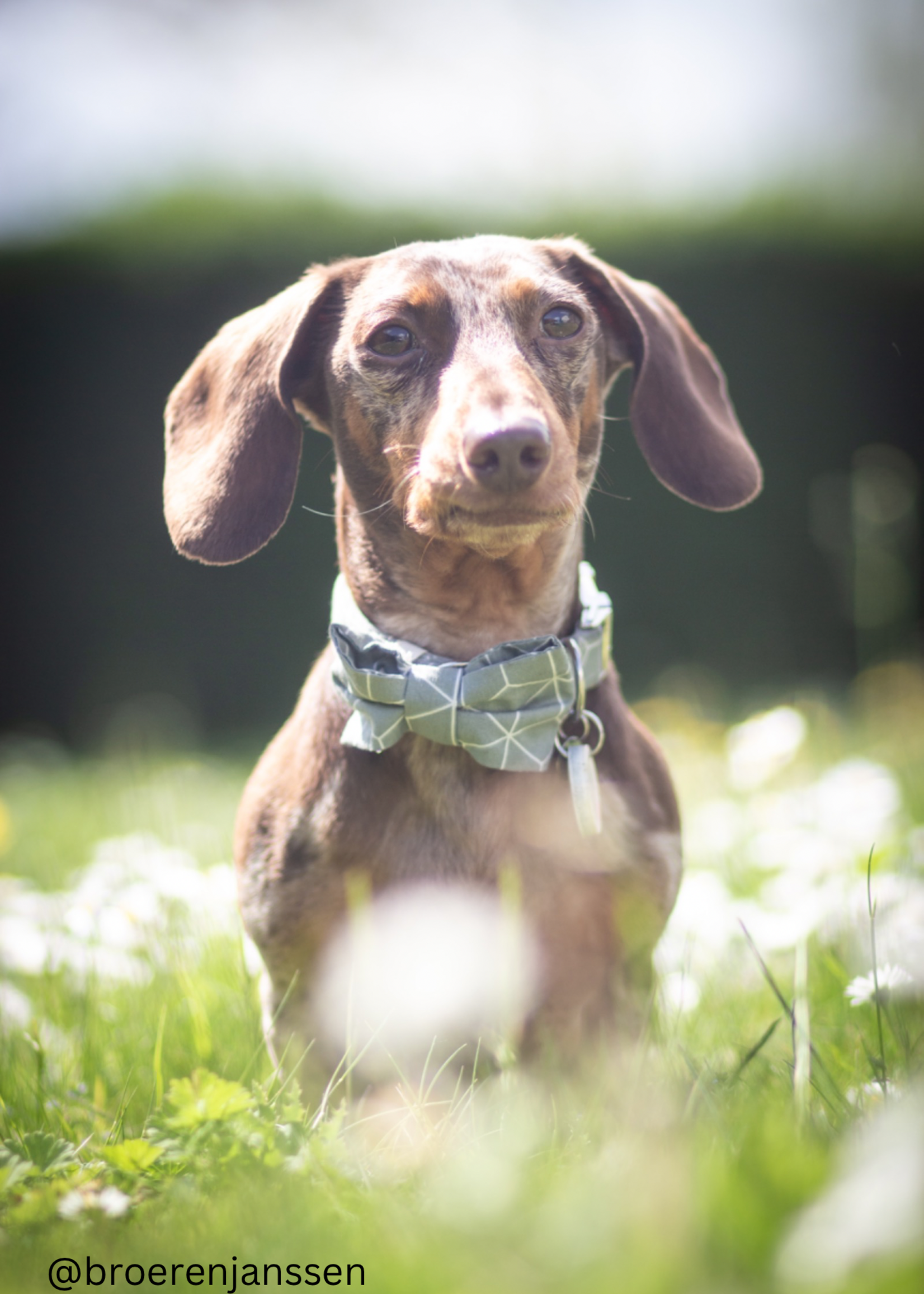 Charlie bowtie