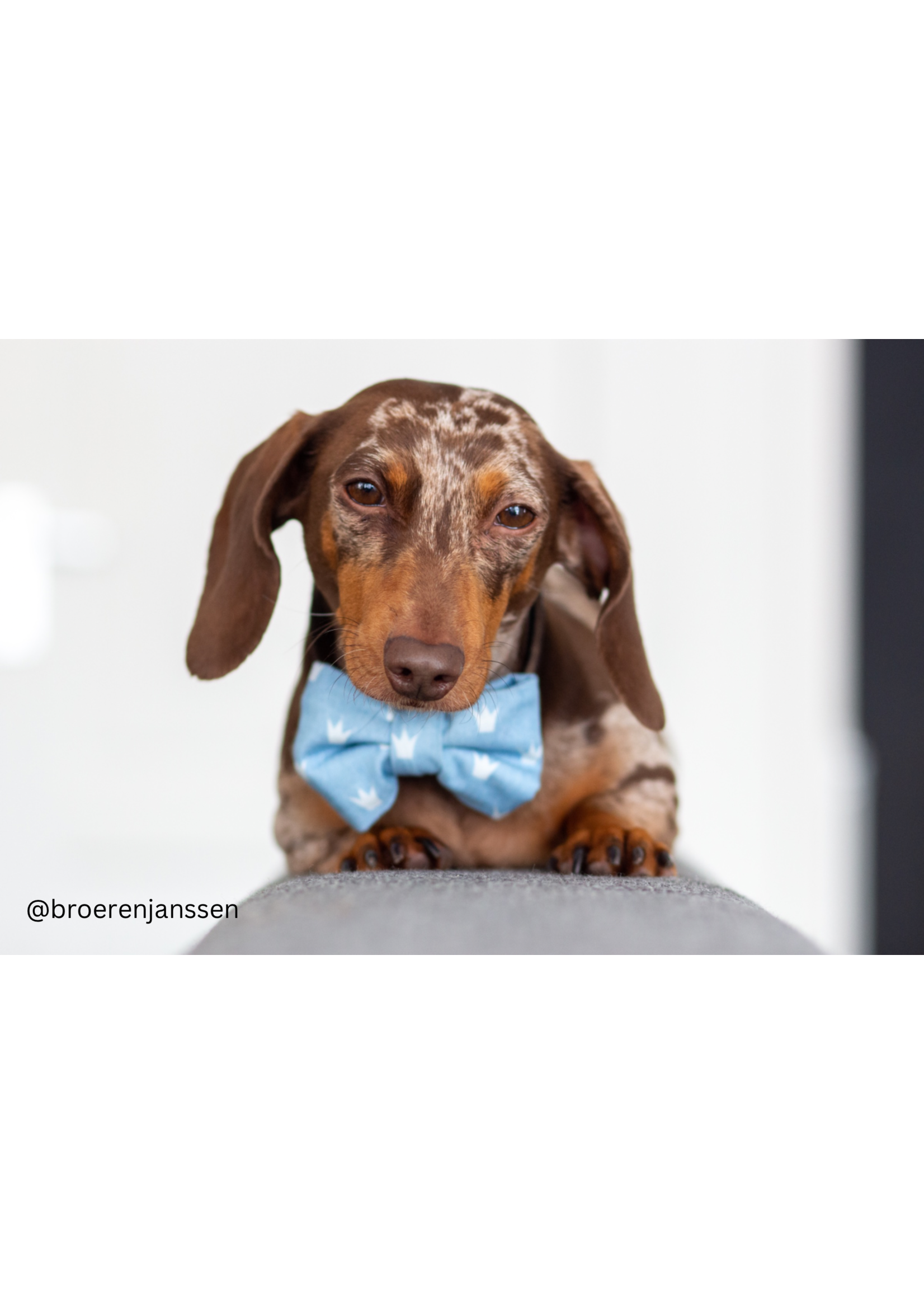 Royal paws bowtie