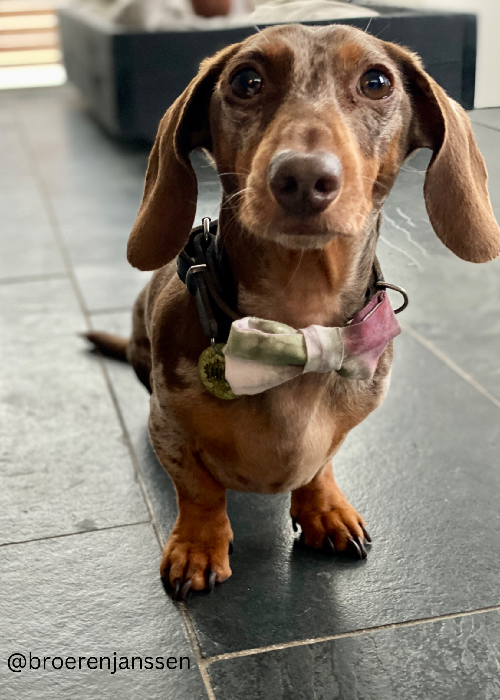 Rocky bowtie
