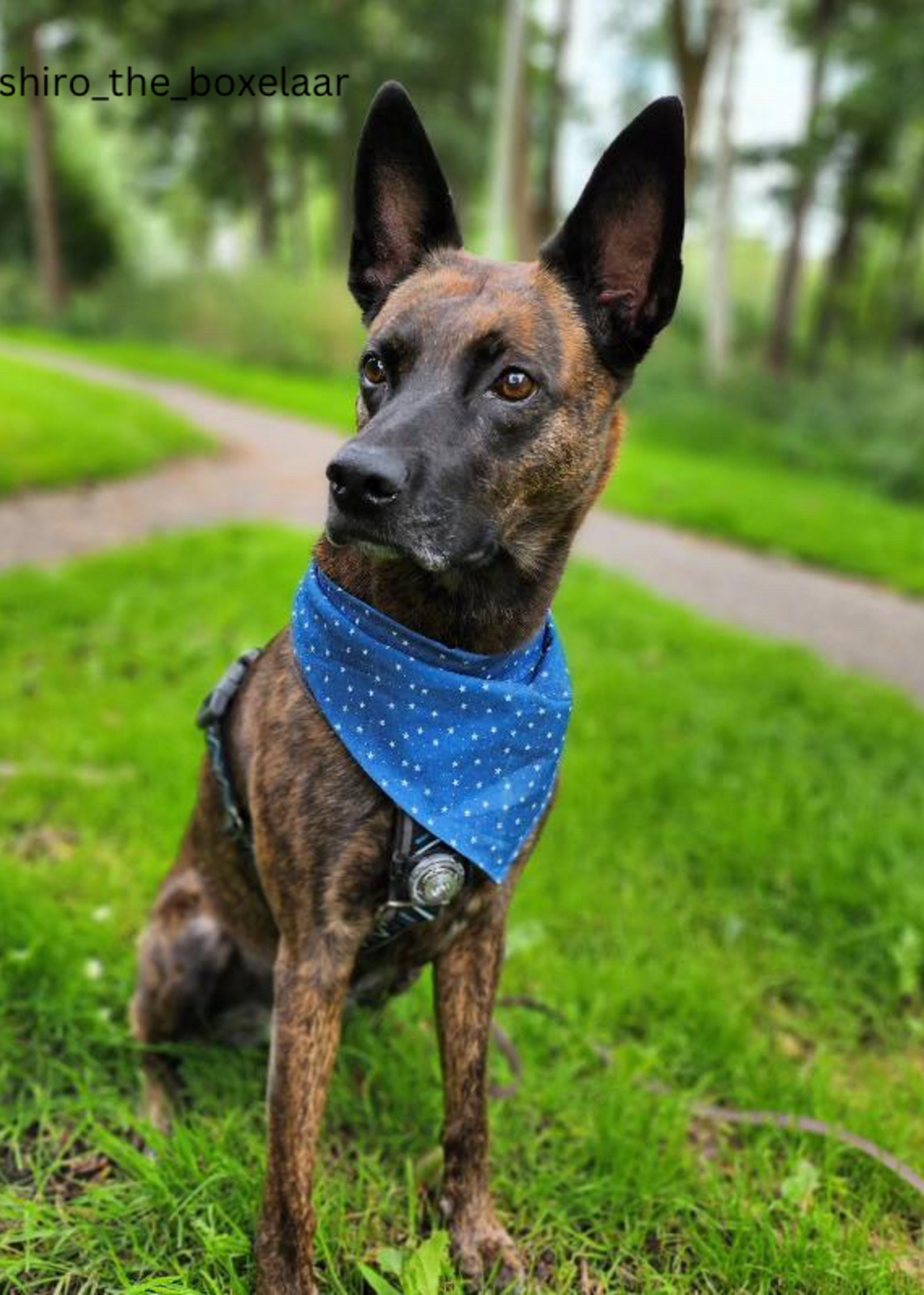 Stardust bandana
