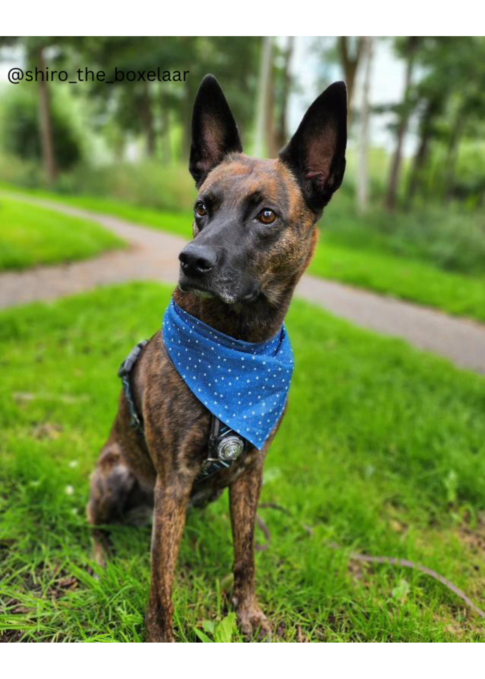 Stardust bandana