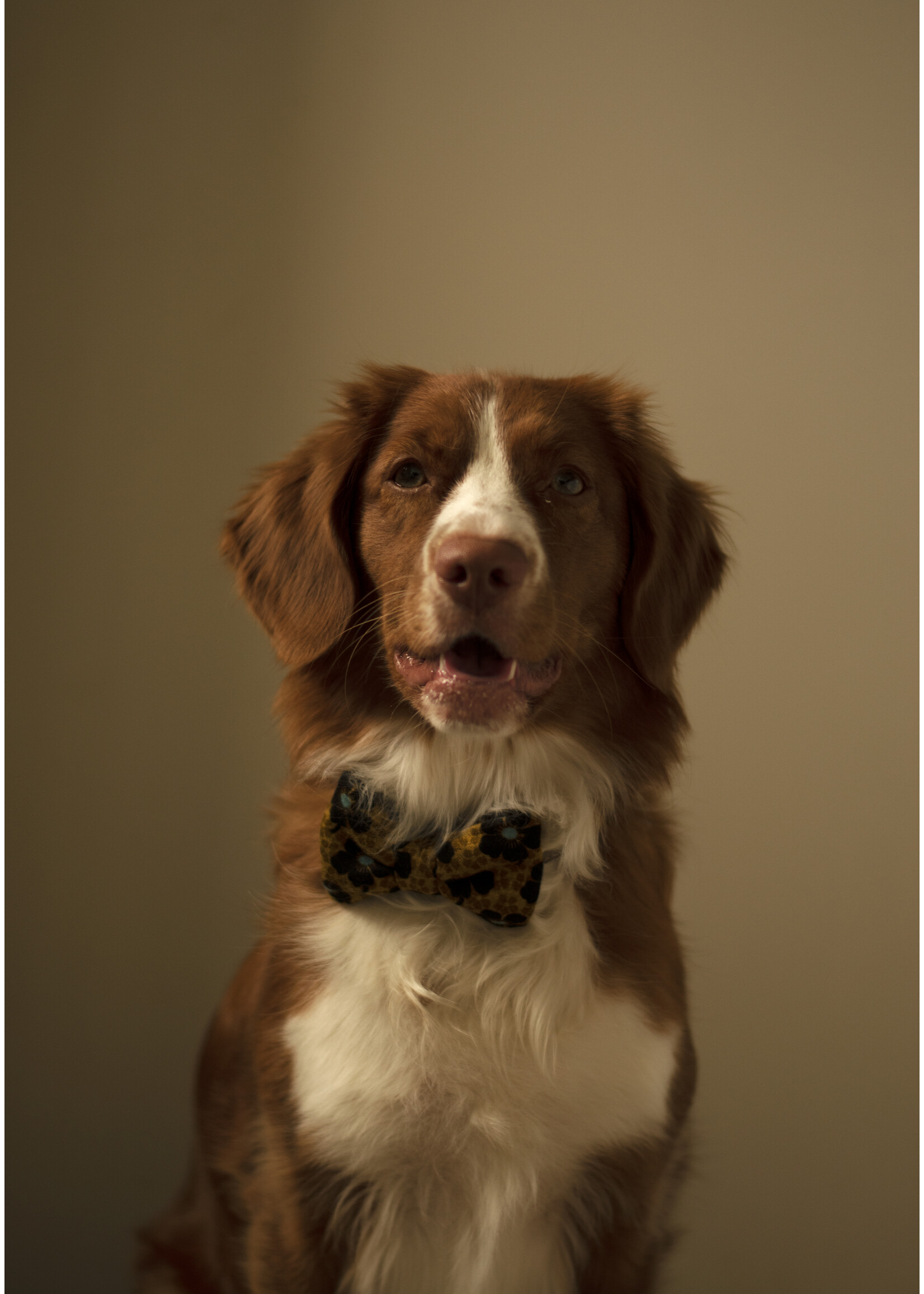 Golden hour bowtie