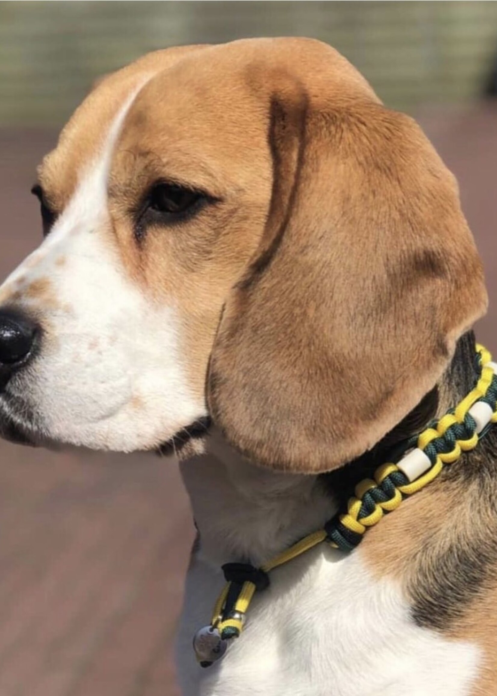 Peacock flat dog anti tick collar