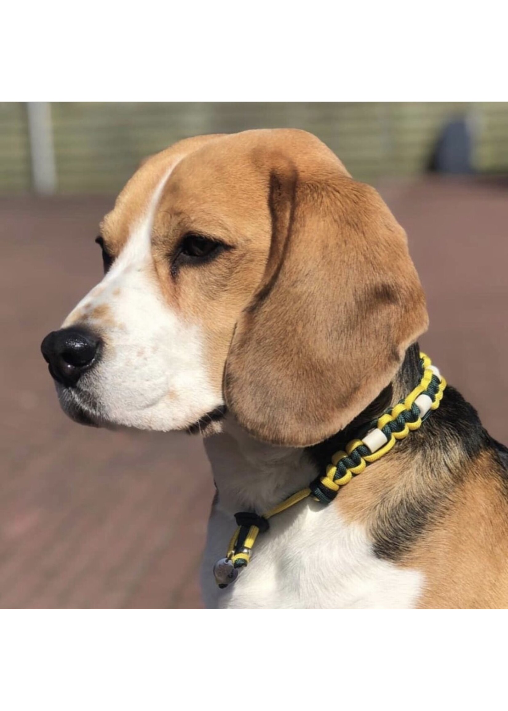 Peacock flat dog anti tick collar