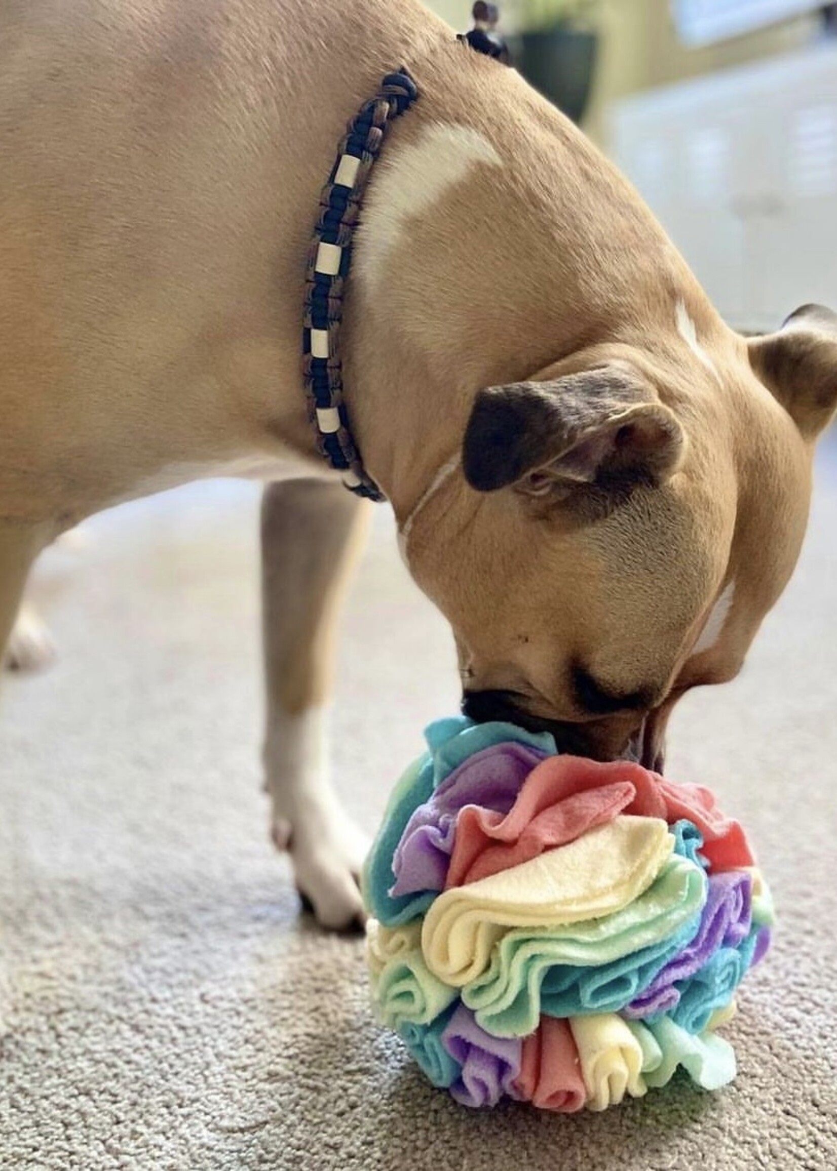 Anti Tick Collar German