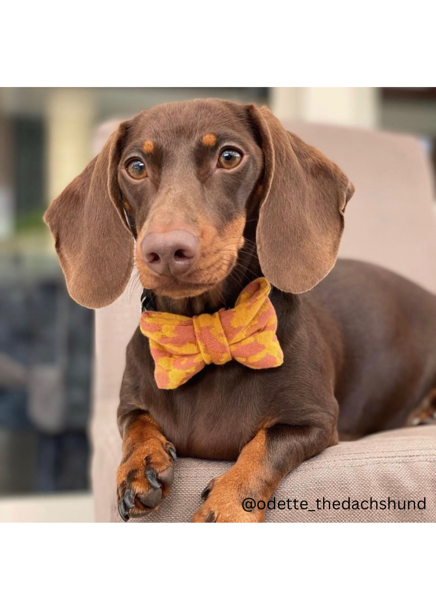 Camo bowtie