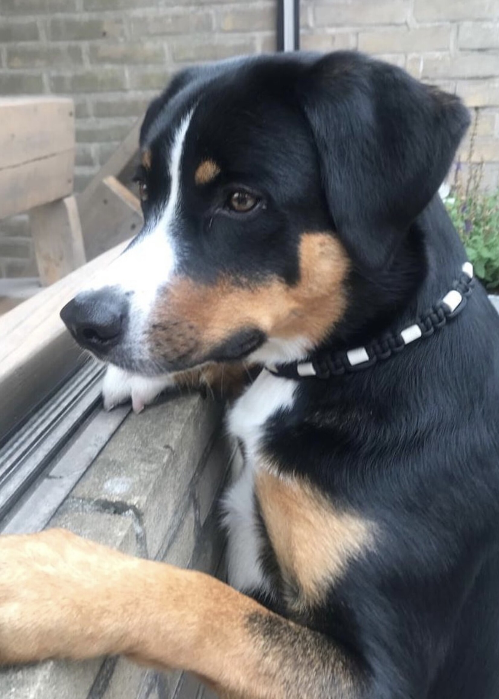 Black on black platte honden tekenband