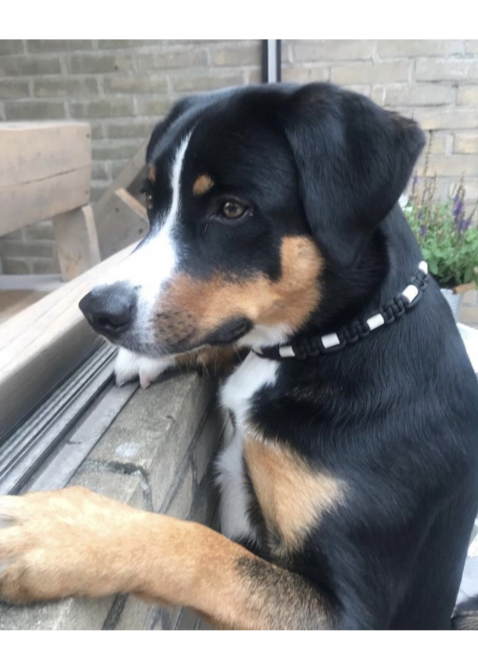 Black on black platte honden tekenband