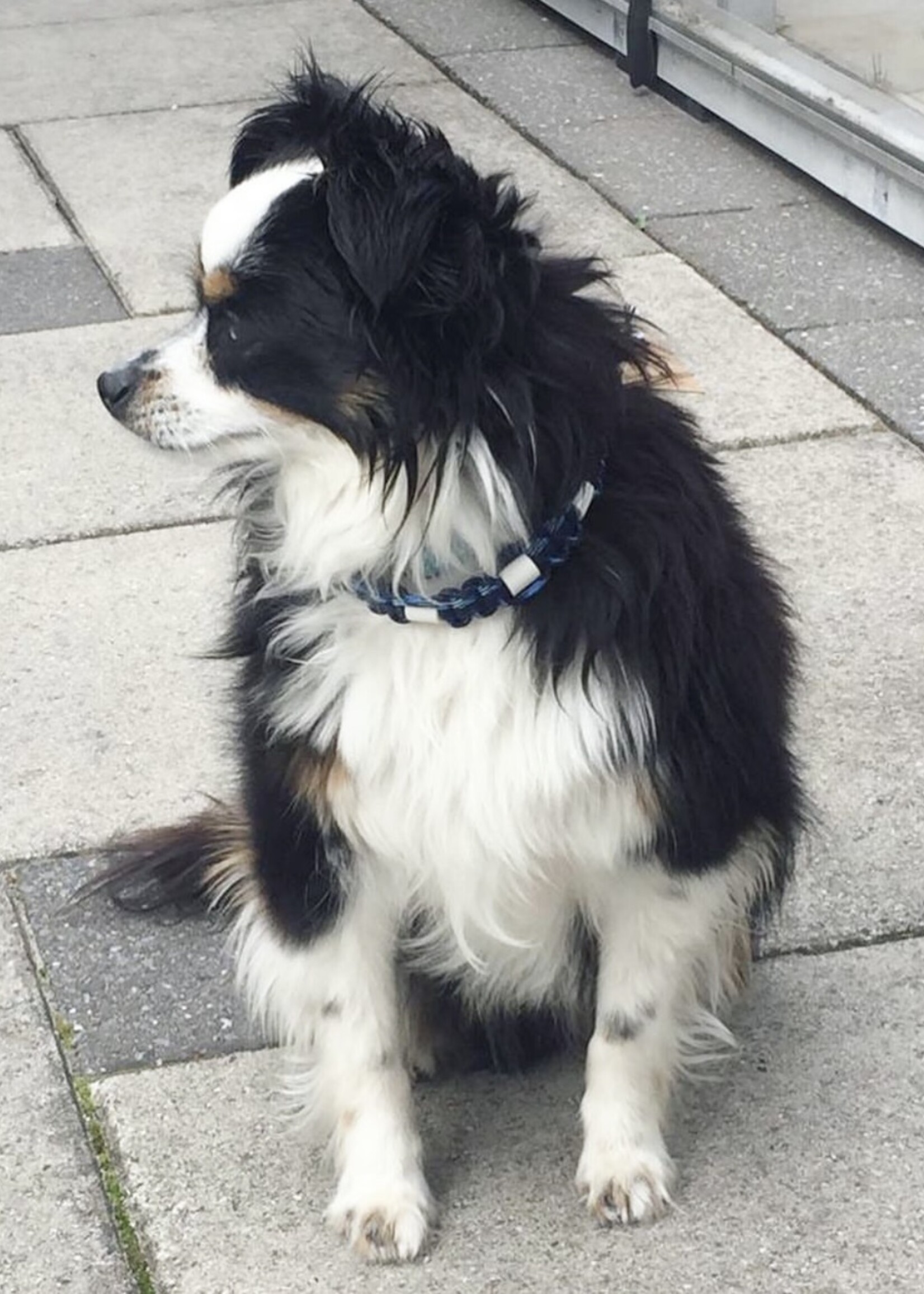 Anti Tick Collar Army Blue