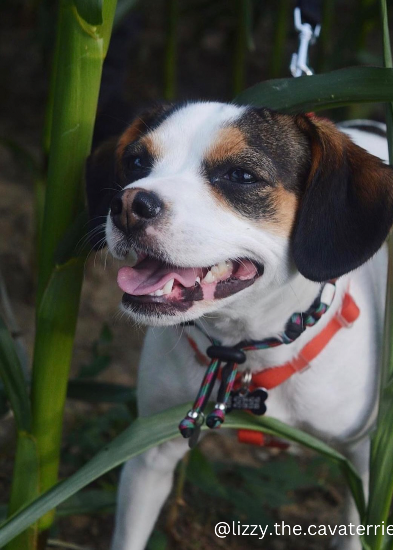 Anti Tick Collar Argo