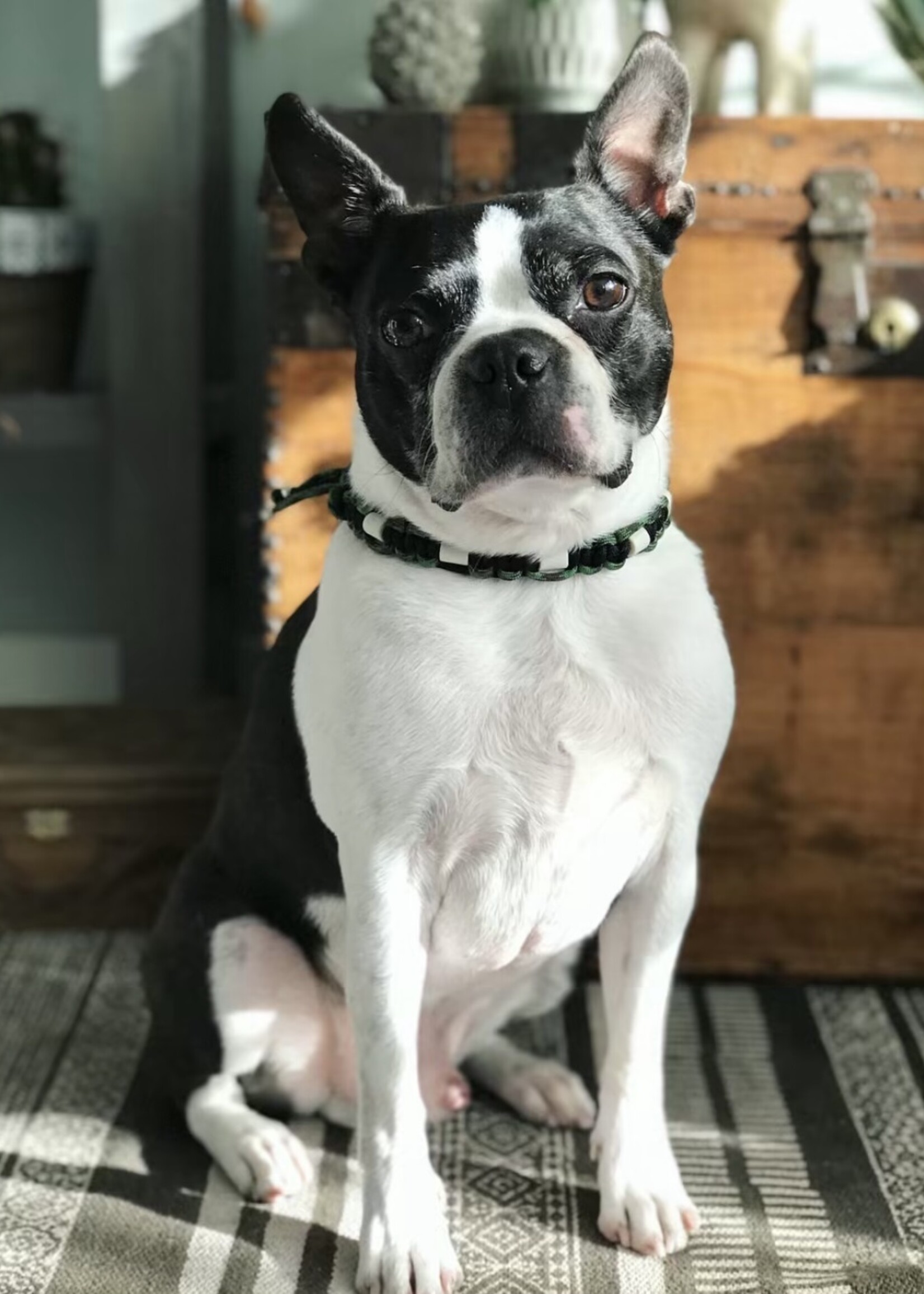 Anti tick collar army flat