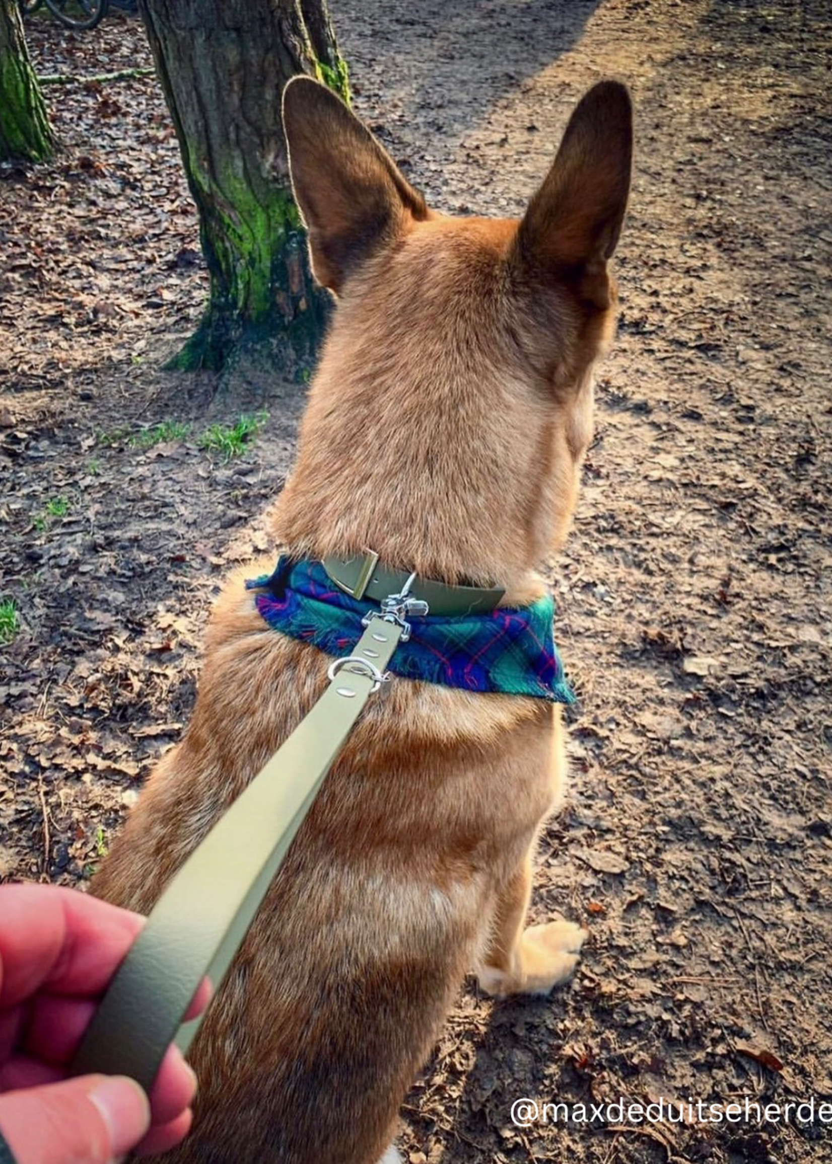 Biothanen dog collar Olive