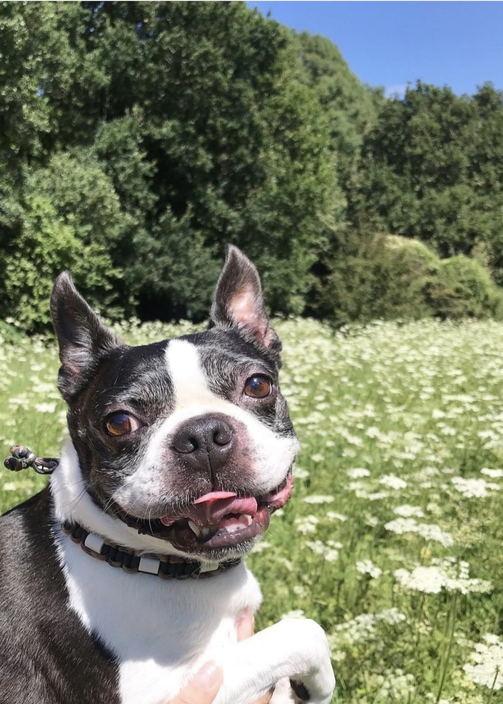 Tekenhalsband German