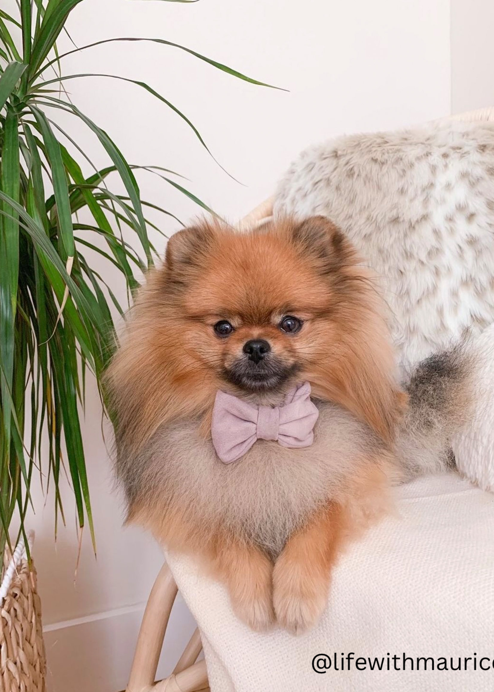 Bowtie pink