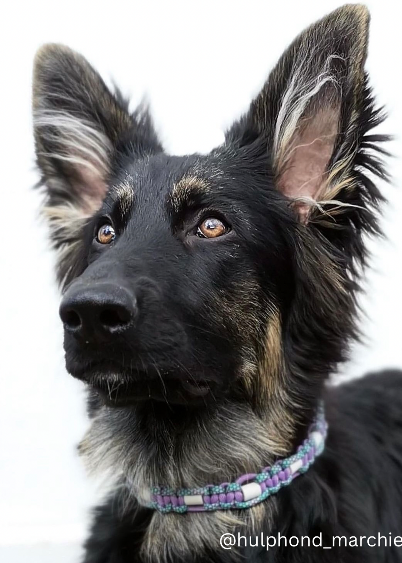 Anti tick Mermaid flat