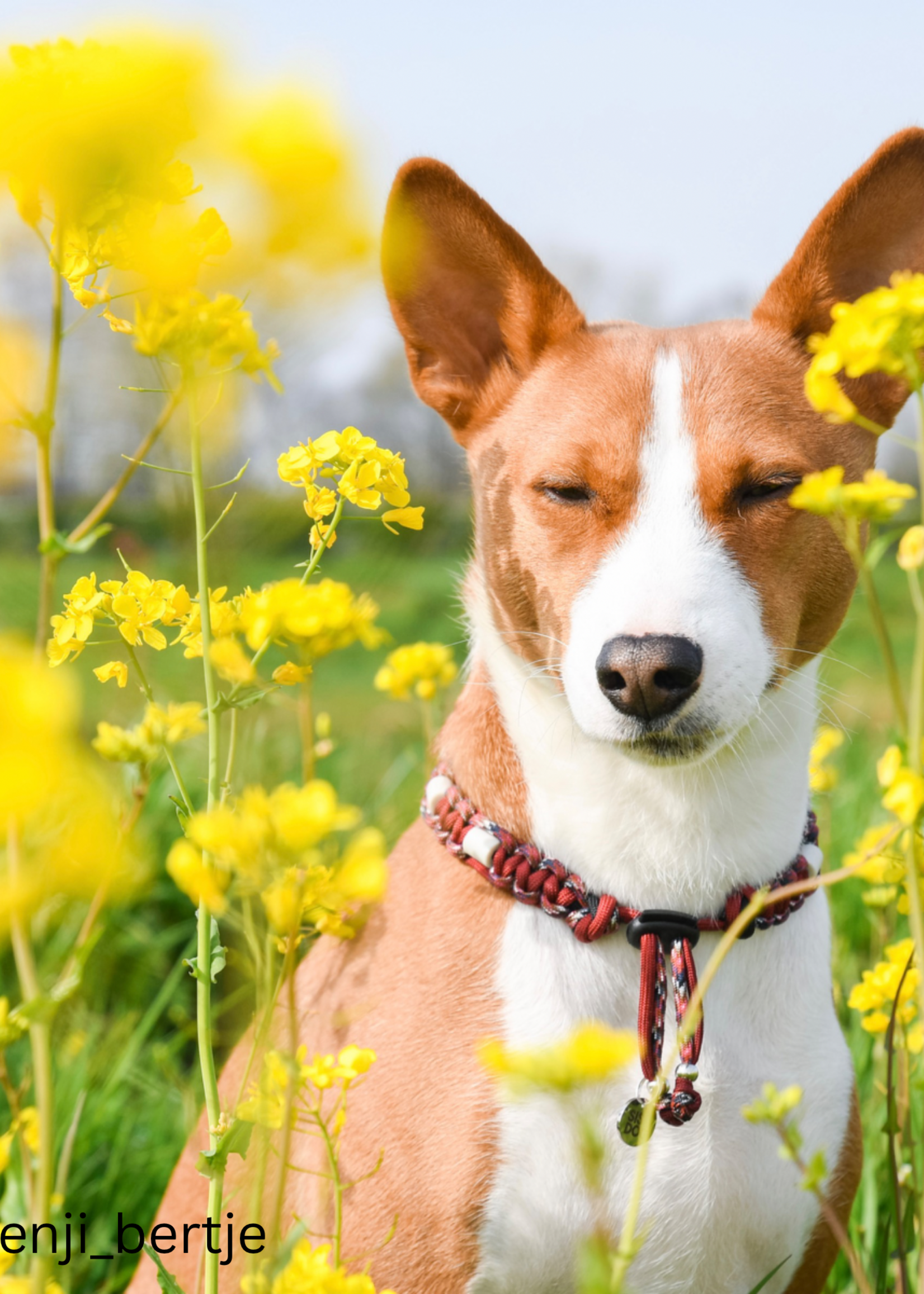 Anti Tick Collar Burgundy